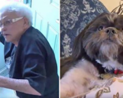 Elderly woman falls and screams for help, but no one hears her — except for her Shih Tzu