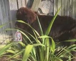 A Giant Newfoundland Puppy Tried To Hide From His Parents And Hilariously Failed