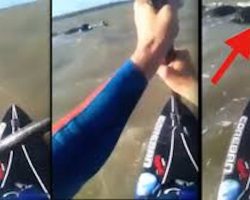 Paddle Boarder Films Moment He Rescues Shih Tzu Stranded At Sea