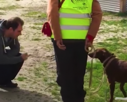 Lost Dog Doesn’t Realize Dad’s Right In Front Of Her — Until She Takes A Sniff