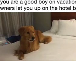 Patient Dog Bursts into Epic Zoomies When Finally Allowed on Hotel Bed