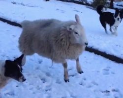 Adorable Pet Lamb Thinks She Is A Sheep Dog