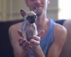 Pug Half The Size Of Her Siblings Might Be The World’s Smallest Pug
