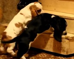 Basset Pups vs. Stairs