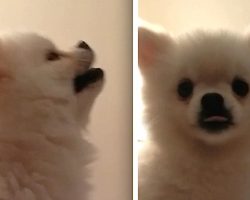 Pomeranian Puppy Has The Most Adorably Epic Sneeze Ever
