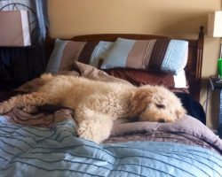 12 Realities New Poodle Owners Must Accept