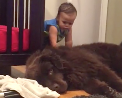 Priceless moment captured between little boy and his gentle giant will make your day