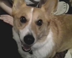 Protective Corgi Hates It When His Human Gets Hit