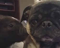 Pug Meets Affectionate Mini Pig For The First Time