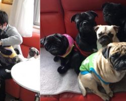 Excuse Me, Did You Know Japan Has A Pug Café?