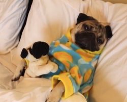 Adorable Pug In PJs Sung A Sweet Lullaby For Bedtime