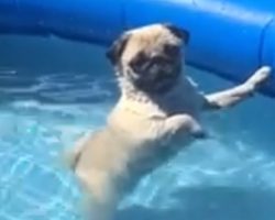 Pug Has His Own Special Way Of Playing In The Kiddie Pool