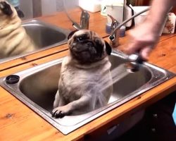 Pug Enjoying A Relaxing Shower In The Sink Brought A Smile To My Face