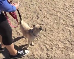 Pug Visits The Dog Park For The First Time And Her Reaction Is Priceless