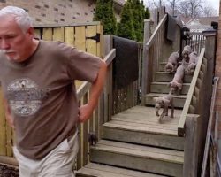 Adorable 7-Week-Old Weimaraner Puppies Learn to Pee on Command