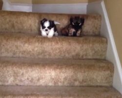 Puppies’ First Time Using The Stairs Is A Family Affair