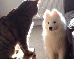 Samoyed Puppy Wants To Be Friends With Cat