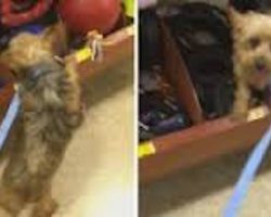 Senior Dog Who Lived Her Whole Life In Puppy Mill Picks Out Her Very First Toy