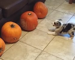 Fierce Puppy Protects His Family From Four Terrifying Pumpkins