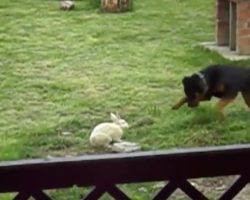 Rottweiler Runs Into Backyard To Play With Bunny Rabbit