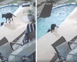 Dog Heroically Jumps Into The Pool When He Sees His Friend’s Life On The Line