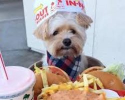 Puppy Found As Starving Stray Now Enjoys “Foodie” Life With His Mom