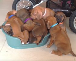 Watch These Adorable Puppies Try To Squeeze Into One Dog Bed
