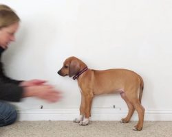 Fun Time-Lapse Shows Rhodesian Ridgeback Grow From Puppy To Adult