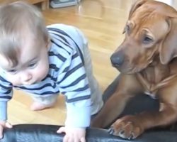 Sweet Dog Sees Baby Trying To Climb Into Her Dog Bed And Gives Him A Hand
