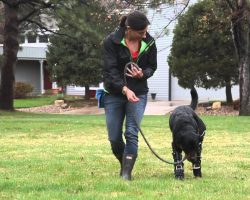 Rottweiler Who Lost All His Paws When A Puppy Gets A Second Chance To Walk Again