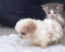 Tiny Puppy Rescued From Puppy Mill Makes A New Friend
