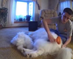 Man Starts Grooming His Dog And By The End Has Incredible Pile Of Fur