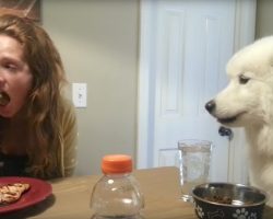 Samoyed Has The Most Excellent Table Manners