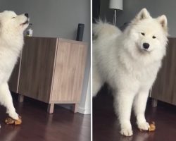 Samoyed Adorably Sings When She Squeezes Her Squeaky Toy