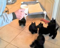 Scottish Terrier Puppies Do The Cutest Thing When They Drink Milk