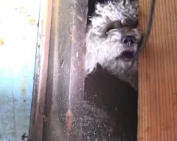 Rescuers Struggle To Save Poodle Who Had Been Hiding Under Home For 5 Months