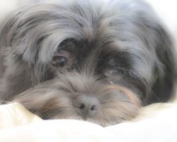 20 Things All Shih Tzu Owners Must Never Forget