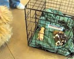 Shih Tzu Abandoned At Shelter In Labor Stops Worrying Once Reunited With Her Puppies