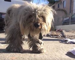Sick Maltese Barely Surviving On The Streets Gets Heartwarming Rescue