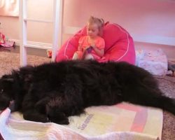 How This Giant Newfoundland Reacts To The Little Girl? Oh My Goodness!