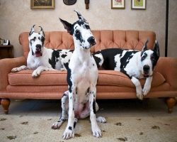 12 Signs You’re A Crazy Great Dane Person… and Damn Proud To Be!