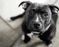 14 Signs You’re A Crazy Pit Bull Person… and Damn Proud To Be!