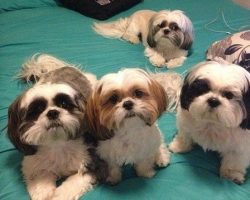 14 Signs You’re A Crazy Shih Tzu Person… and Damn Proud To Be!