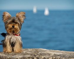 15 Signs You’re A Crazy Yorkie Person… and Damn Proud To Be!