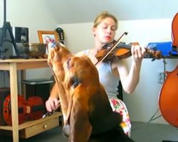 Bodzio The Basset Hound Sings Brilliantly To The Sound Of The Violin