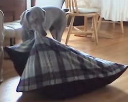 Clever Dog Carries Bed to Fireplace To Take A Nice Cozy Nap