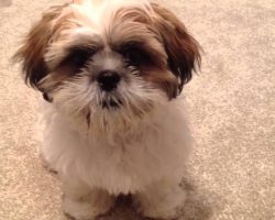 Smart Puppy Will Stick Out His Tongue If His Mom Asks Him To