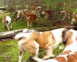 Just A Lovely Walk In The Woods With 42 St. Bernards