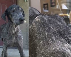 Stray dog was starving alone in the mountains—when rescuers scan her, they make shocking discovery