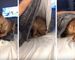 [Video] Sweet Shar-Pei Politely Asks to be Tucked into Bed Each Night